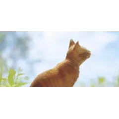 Игра PS4 Stray (Русские субтитры )